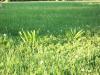 <img100*0:stuff/z/179797/Oh%252c%2520for%2520the%2520Love%2520of%2520Green%2521/41.jpg>