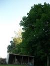 <img100*0:stuff/z/179797/Oh%252c%2520for%2520the%2520Love%2520of%2520Green%2521/45.jpg>