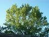 <img100*0:stuff/z/179797/Oh%252c%2520for%2520the%2520Love%2520of%2520Green%2521/47.jpg>