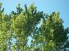 <img100*0:stuff/z/179797/Oh%252c%2520for%2520the%2520Love%2520of%2520Green%2521/48.jpg>