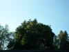 <img100*0:stuff/z/179797/Oh%252c%2520for%2520the%2520Love%2520of%2520Green%2521/49.jpg>