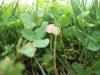 <img100*0:stuff/z/179797/Oh%252c%2520for%2520the%2520Love%2520of%2520Green%2521/5.jpg>