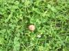 <img100*0:stuff/z/179797/Oh%252c%2520for%2520the%2520Love%2520of%2520Green%2521/55.jpg>