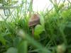 <img100*0:stuff/z/179797/Oh%252c%2520for%2520the%2520Love%2520of%2520Green%2521/56.jpg>