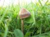 <img100*0:stuff/z/179797/Oh%252c%2520for%2520the%2520Love%2520of%2520Green%2521/57.jpg>