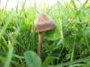 <img100*0:stuff/z/179797/Oh%252c%2520for%2520the%2520Love%2520of%2520Green%2521/58.jpg>