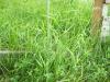 <img100*0:stuff/z/179797/Oh%252c%2520for%2520the%2520Love%2520of%2520Green%2521/59.jpg>