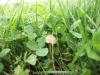 <img100*0:stuff/z/179797/Oh%252c%2520for%2520the%2520Love%2520of%2520Green%2521/6.jpg>