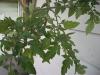 <img100*0:stuff/z/179797/Oh%252c%2520for%2520the%2520Love%2520of%2520Green%2521/60.jpg>