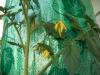 <img100*0:stuff/z/179797/Oh%252c%2520for%2520the%2520Love%2520of%2520Green%2521/61.jpg>