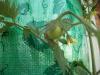 <img100*0:stuff/z/179797/Oh%252c%2520for%2520the%2520Love%2520of%2520Green%2521/63.jpg>