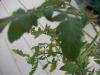 <img100*0:stuff/z/179797/Oh%252c%2520for%2520the%2520Love%2520of%2520Green%2521/64.jpg>