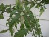 <img100*0:stuff/z/179797/Oh%252c%2520for%2520the%2520Love%2520of%2520Green%2521/65.jpg>