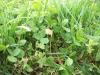 <img100*0:stuff/z/179797/Oh%252c%2520for%2520the%2520Love%2520of%2520Green%2521/7.jpg>