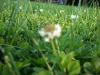 <img100*0:stuff/z/179797/Oh%252c%2520for%2520the%2520Love%2520of%2520Green%2521/9.jpg>
