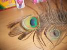 <img0*100:stuff/z/179797/Peacock%2520Feather%2520Photos/100_3558.jpg>
