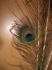 <img0*100:stuff/z/179797/Peacock%2520Feather%2520Photos/100_3559.jpg>
