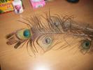 <img0*100:stuff/z/179797/Peacock%2520Feather%2520Photos/100_3561.jpg>