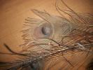 <img0*100:stuff/z/179797/Peacock%2520Feather%2520Photos/100_3562.jpg>