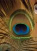 <img0*100:stuff/z/179797/Peacock%2520Feather%2520Photos/100_3563.jpg>