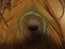<img0*100:stuff/z/179797/Peacock%2520Feather%2520Photos/100_3564.jpg>