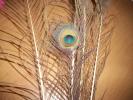 <img0*100:stuff/z/179797/Peacock%2520Feather%2520Photos/100_3568.jpg>