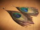 <img0*100:stuff/z/179797/Peacock%2520Feather%2520Photos/100_3571.jpg>