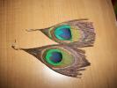 <img0*100:stuff/z/179797/Peacock%2520Feather%2520Photos/100_3572.jpg>