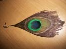 <img0*100:stuff/z/179797/Peacock%2520Feather%2520Photos/100_3573.jpg>