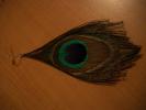 <img0*100:stuff/z/179797/Peacock%2520Feather%2520Photos/100_3574.jpg>