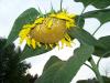 <img100*0:stuff/z/179797/Sunflower%2520Photos/100_3371.jpg>