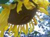 <img100*0:stuff/z/179797/Sunflower%2520Photos/100_3373.jpg>