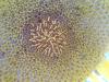 <img100*0:stuff/z/179797/Sunflower%2520Photos/100_3374.jpg>
