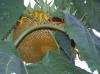 <img100*0:stuff/z/179797/Sunflower%2520Photos/100_3378.jpg>