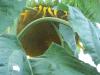 <img100*0:stuff/z/179797/Sunflower%2520Photos/100_3379.jpg>