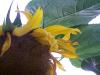 <img100*0:stuff/z/179797/Sunflower%2520Photos/100_3382.jpg>