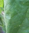 <img100*0:stuff/z/179797/Sunflower%2520Photos/100_3384.jpg>