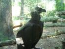 <img0*100:http://elftown.heddate.com/stuff/z/179797/Zoo%2520Animal%2520Photos%25202/1.jpg>
