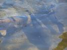 <img0*100:stuff/z/179797/Zoo%2520Animal%2520Photos%25202/11.jpg>