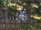 <img0*100:stuff/z/179797/Zoo%2520Animal%2520Photos%25202/12.jpg>