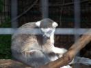 <img0*100:stuff/z/179797/Zoo%2520Animal%2520Photos%25202/13.jpg>