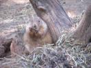 <img0*100:stuff/z/179797/Zoo%2520Animal%2520Photos%25202/14.jpg>