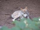 <img0*100:stuff/z/179797/Zoo%2520Animal%2520Photos%25202/15.jpg>