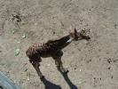 <img0*100:stuff/z/179797/Zoo%2520Animal%2520Photos%25202/16.jpg>