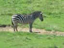 Zoo Animal Photos 2