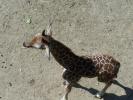 <img0*100:stuff/z/179797/Zoo%2520Animal%2520Photos%25202/18.jpg>