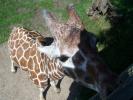 <img0*100:stuff/z/179797/Zoo%2520Animal%2520Photos%25202/19.jpg>