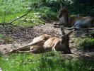 <img0*100:stuff/z/179797/Zoo%2520Animal%2520Photos%25202/2.jpg>