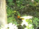 <img0*100:stuff/z/179797/Zoo%2520Animal%2520Photos%25202/21.jpg>