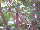 <img0*100:stuff/z/179797/Zoo%2520Animal%2520Photos%25202/22.jpg>